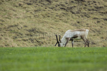 Reindeer (Rangifer tarandus) in grass  Iceland