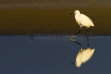 Little Egret wading - Spain