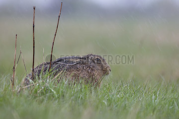 Brown hare in the rain at spring - GB