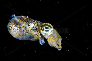 Dwarf bobtail squid (Sepiola rondeletii)  Etang de Thau  Bouzigues  Herault  Occitania  France
