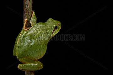 Southern tree frog on black background