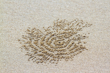 Tracks of Horned Ghost crab (Ocypode ceratophthalma) on sand  Koh Muk  Thailand