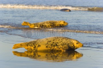 Gray seals on the beache Reserve Donna Nook Lincolnshire