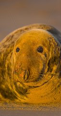 Portrait of Gray seal Donna Nook Reserve Lincolnshire