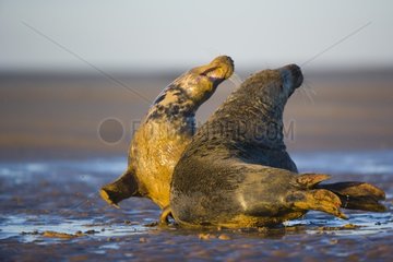 Gray seals fighting Donna Nook Reserve Lincolnshire