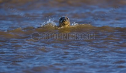 Gray seal in the waves Reserve Donna Nook Lincolnshire