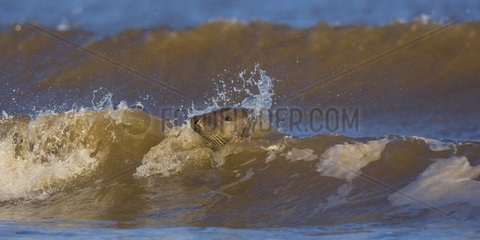 Gray seal in the waves Reserve Donna Nook Lincolnshire