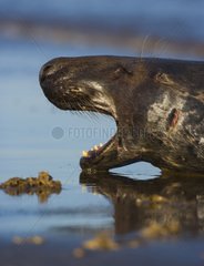 Portrait of Gray seal Donna Nook Reserve Lincolnshire