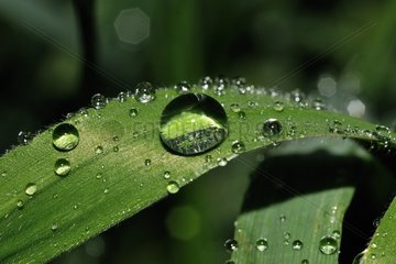 Water drops on a leaf Alpes Maritimes France