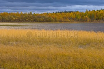 Lake and Boreal forest in fall Lapland Finland