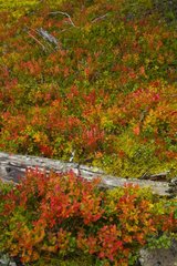 Tundra in autumn Lapland Finland