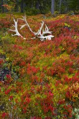 Skull and antler reindeer in fall Lapland Finland