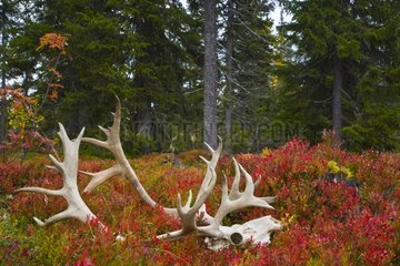 Skull and antler reindeer in fall Lapland Finland