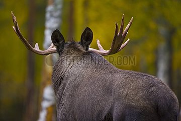 Elk in undergrowth in autumn Lapland Finland
