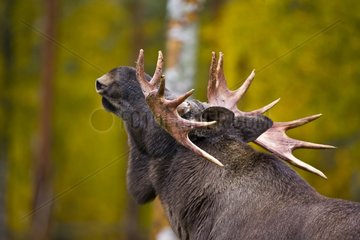 Portrait of Elk in undergrowth in autumn Lapland Finland