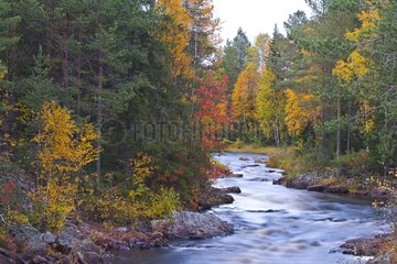 River and Boreal forest in fall Lapland Finland