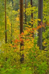 Undergrowth in autumn Lapland Finland