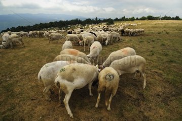 Flock of sheep summit of Mont Aigoual Cevennes France