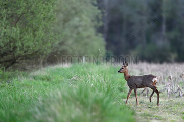 Roe deer (Capreolus capreolus) in a field of Maize (Zea mays) in spring  Menestreau-en-Villette  Loiret  Region Center Loire Valley  France
