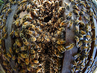 Italian bee (Apis mellifera ligustica) - Opening a beehive is amazing