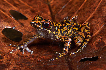 Spotted stream frog (Hylarana picturata) on a leaf  Sarawak  Kubah national park  Borneo  Malaysia