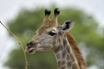 Portrait of Giraffe - Savuti Botswana