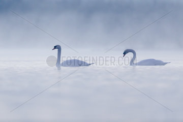 Mute Swan (Cygnus olor) pair in the mist at dawn  Ile du Rhin  Alsace  France