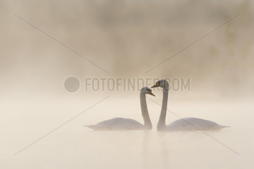 Mute Swans (Cygnus olor) at dawn on little Rhine river  Alsace  France