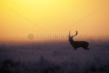 Male Fallow deer at sunrise Great Britain