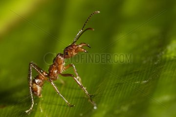 Tropical Ant in underwood Upper Amazon Peru
