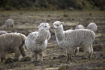 Herd of Alpacas in the Andes Mountains Ecuador