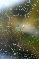 Beads of dew on a Spider web
