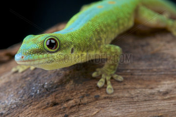 Merten's Day gecko (Phelsuma robertmertensi)  Mayotte Island  Comoros