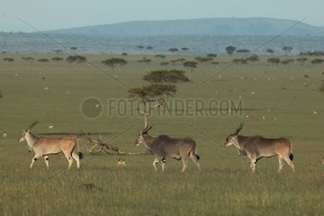 Elans du cap marchant en file indienne Kenya