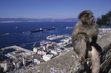 Macaque de Barbarie sur le rocher de Gibraltar