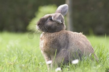 Kaninchen im Gras Frankreich