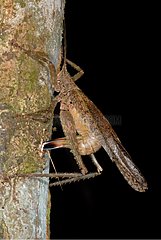 Neotropical grasshopper laying in a tree trunk French Guiana