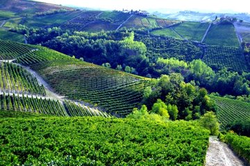 Vignobles de Bardolino dans la région d'Alba en Italie