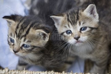 Portrait of two tabby kittens France
