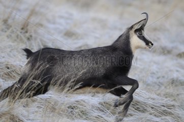 Chamois female running in the stubble Vosges France