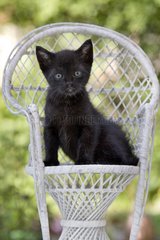 Kitten black on a white wicker chair in France