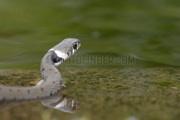 Snake crawled in the water France