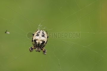 Orweaver Spider in is web France