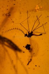 Fossil Insect in Amber Dominican Republic