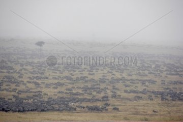 Migrating Wildebeests Masai Mara Kenya