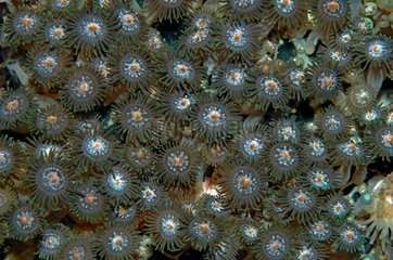 Polyps Korallen Aquarium Nausicaa Frankreich