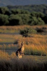 Female of Easten Grey Kangaroo and its small Australia