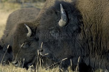 American Bisons Weidenpark von Yellowstone USA