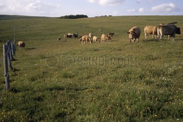 Troupeau de vaches dans un pré France