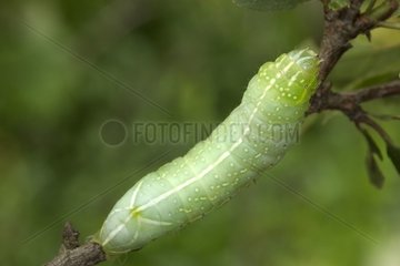 Caterpillar of moth Bourgogne France
